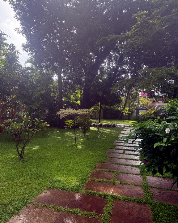 Stone path across the lawn to the old mango tree
